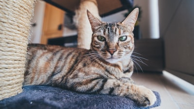 褐斑猫的选择性聚焦摄影
